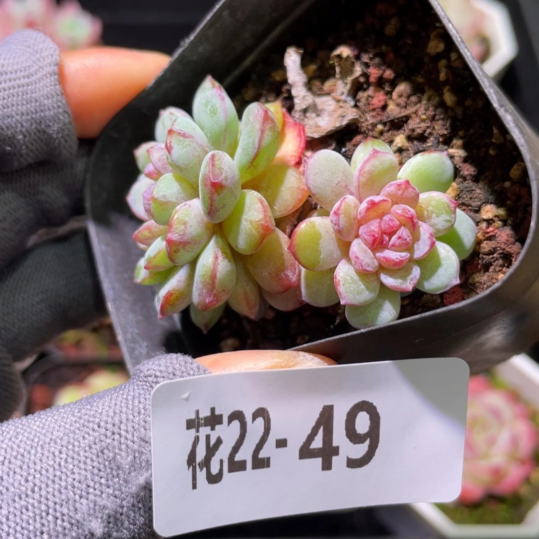 花利美22-49血钻