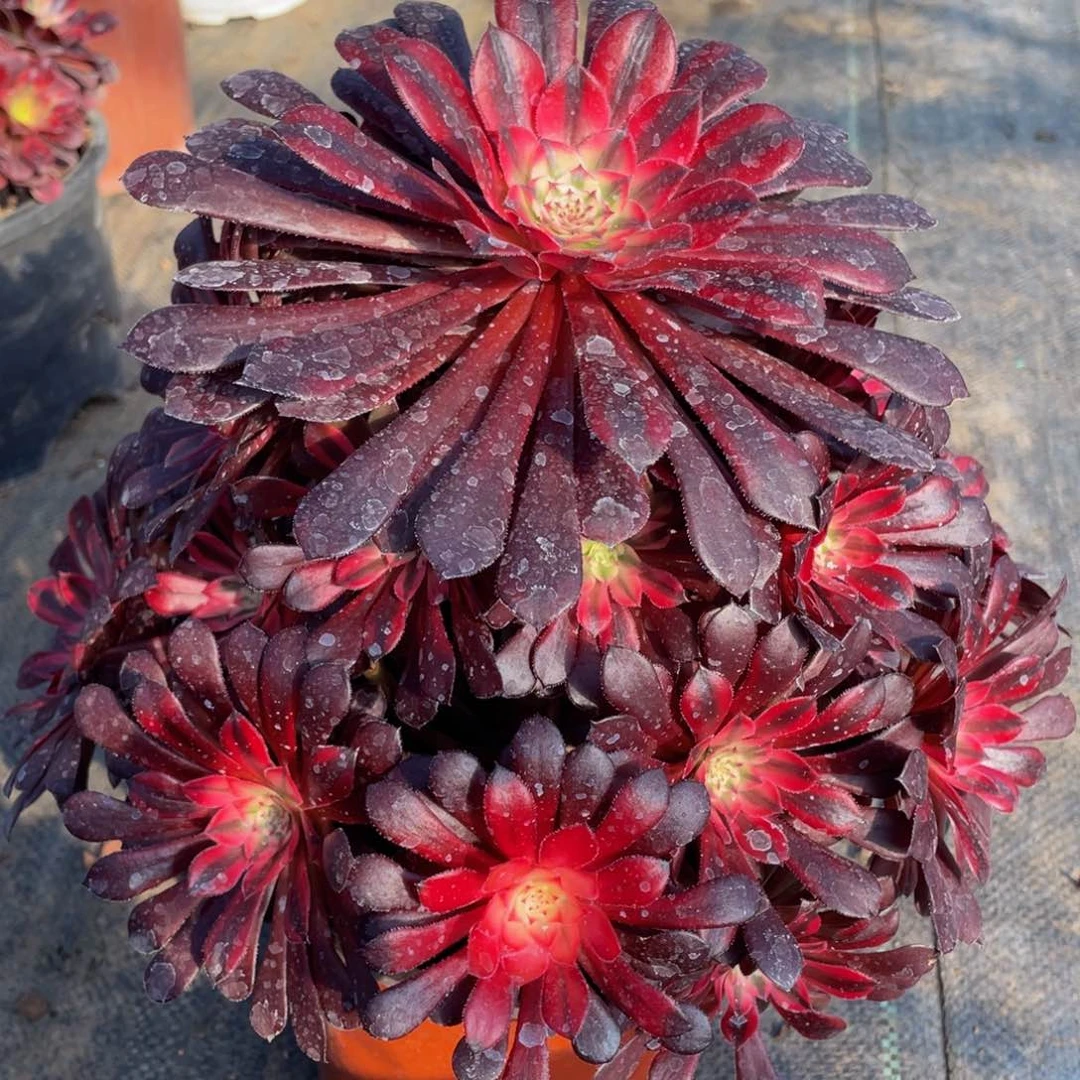 941月亮女神精品法师老桩