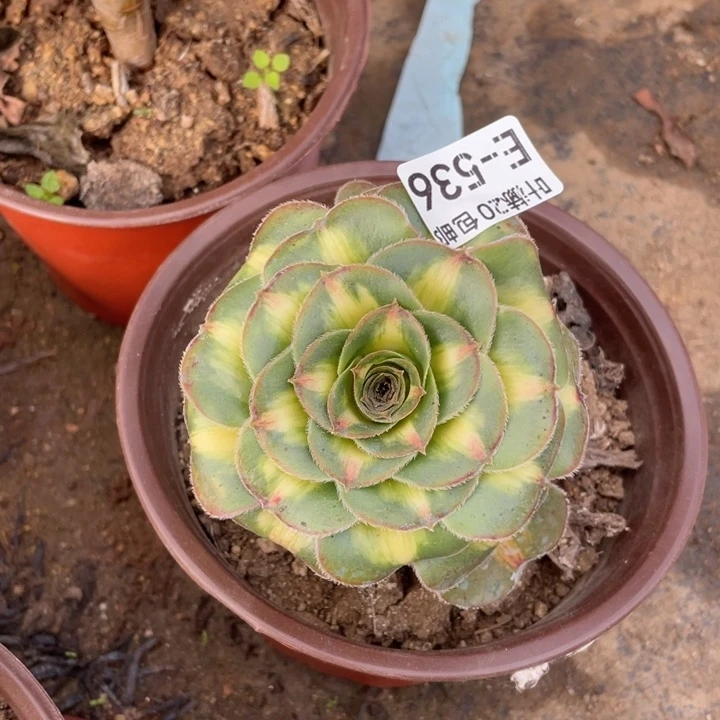 536暴君多肉123446789