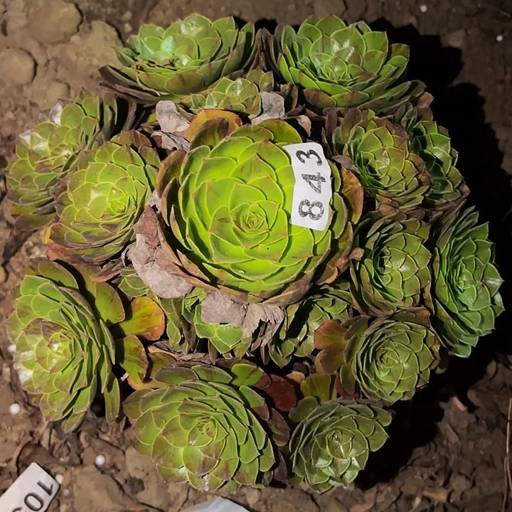 843万圣夜多肉植物