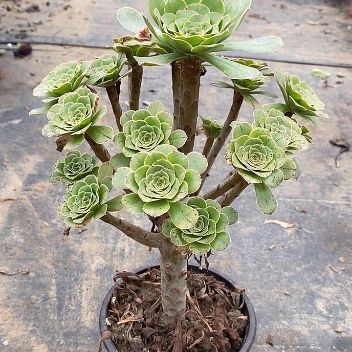 原始绿多肉植物004