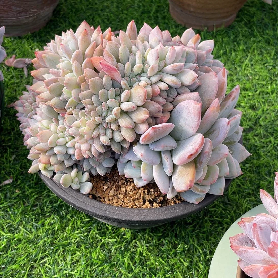 橙梦露群生缀化老桩多肉植物