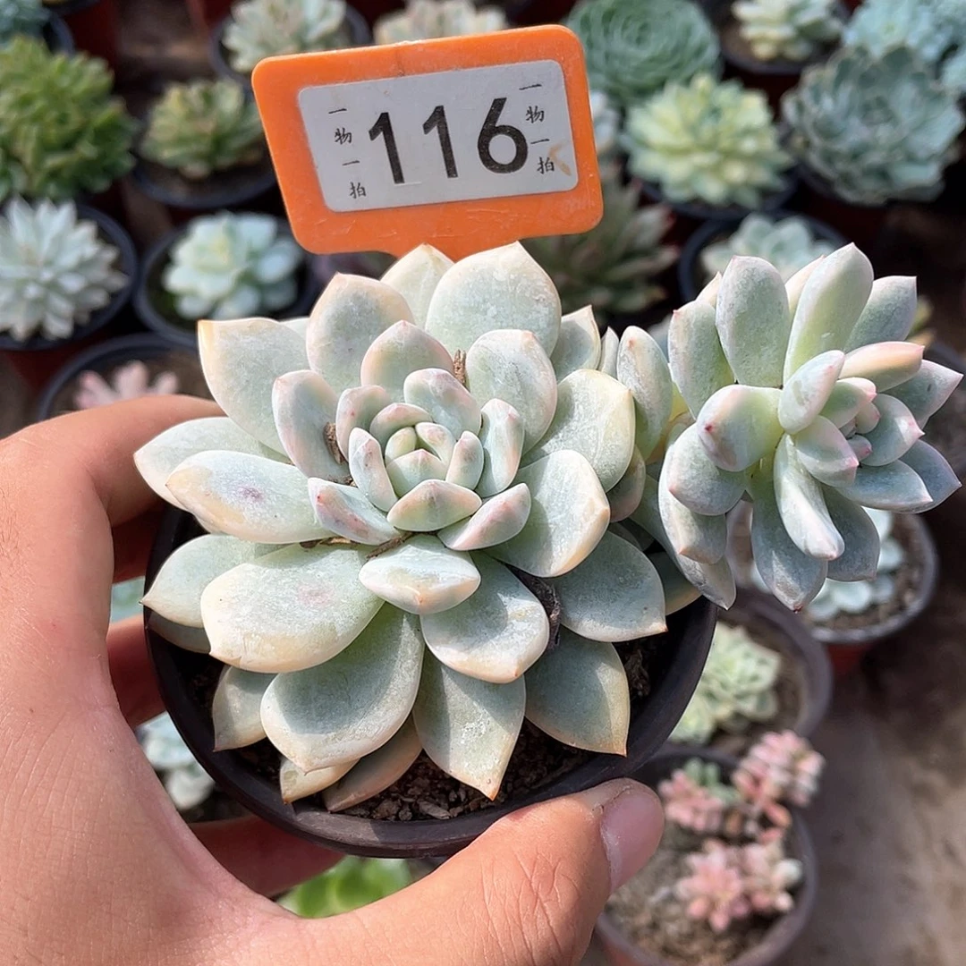 星***辰116号多肉植物盆栽