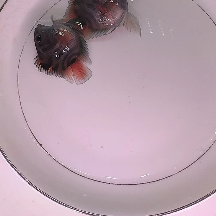 鹦鹉鱼迷你鹦鹉鱼