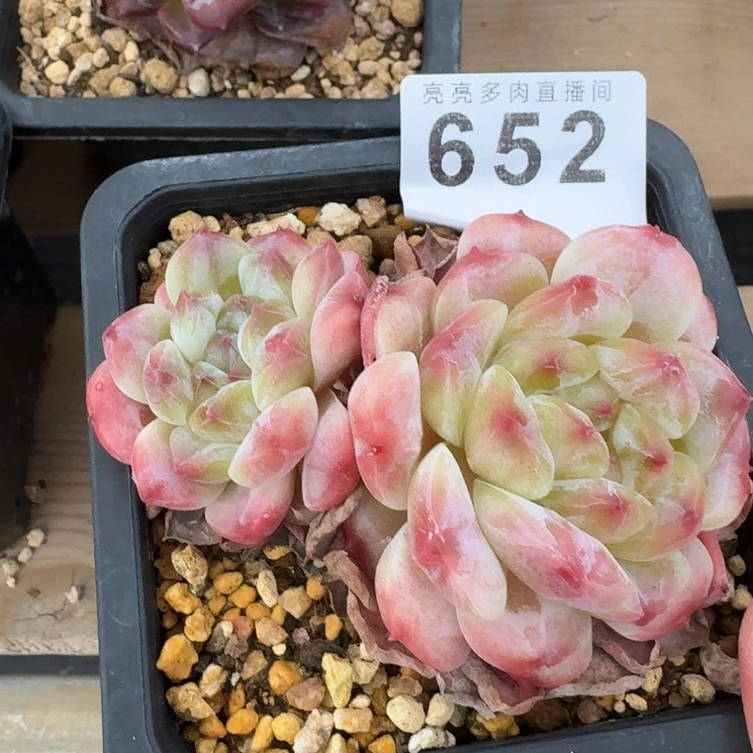 秘境冰魄            精美多肉植物