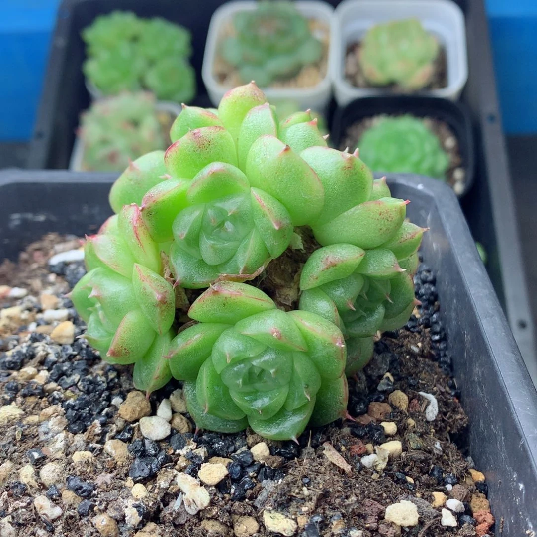 58包邮  群生不包整麦秆群83