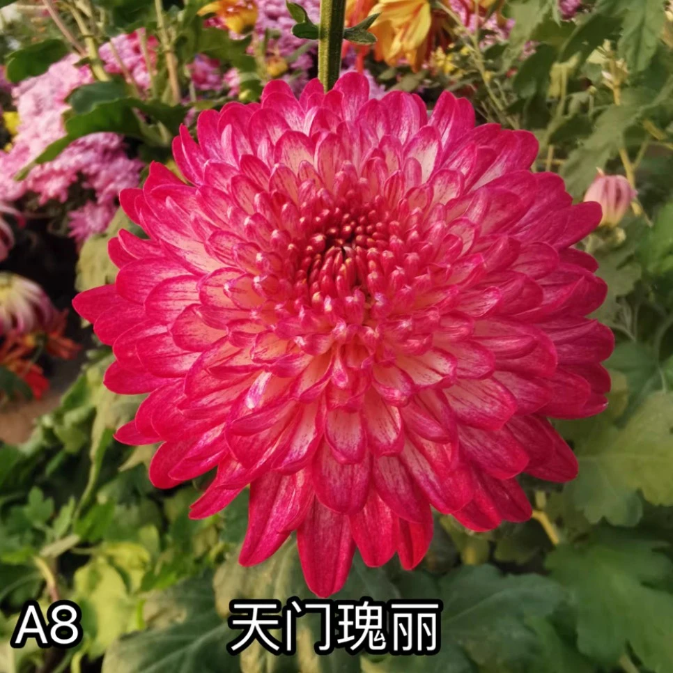 【天门瑰丽】少量精品九月大菊珍品阳台绿植盆栽
