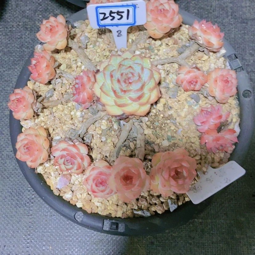 【闪购商品】路*2551