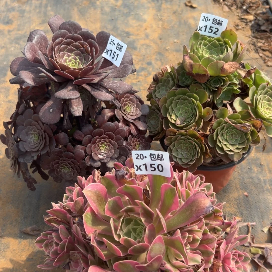 3颗组合，萝莉，红太阳，女巫