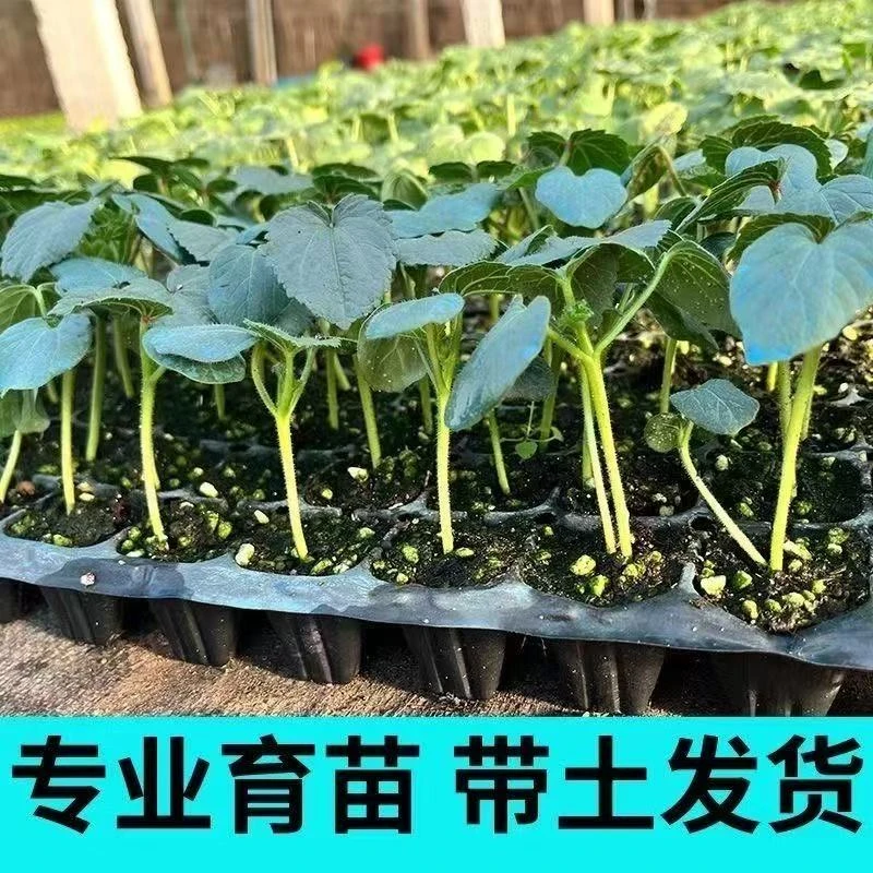秋葵秧苗高产红秋葵苗水果秋葵秧苗带土发货阳台盆栽地栽