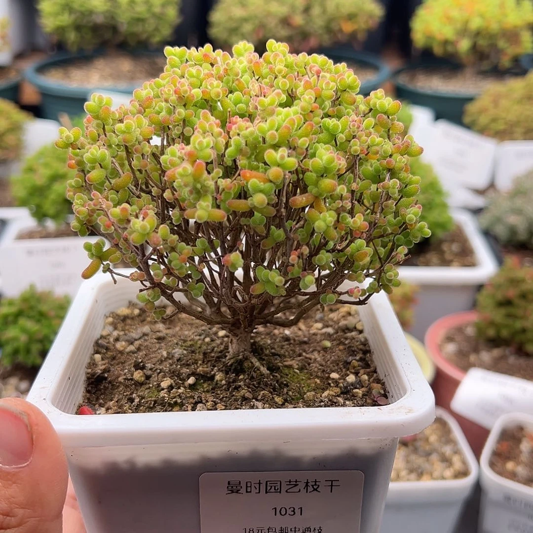 1031号金桔糖球1.1多肉