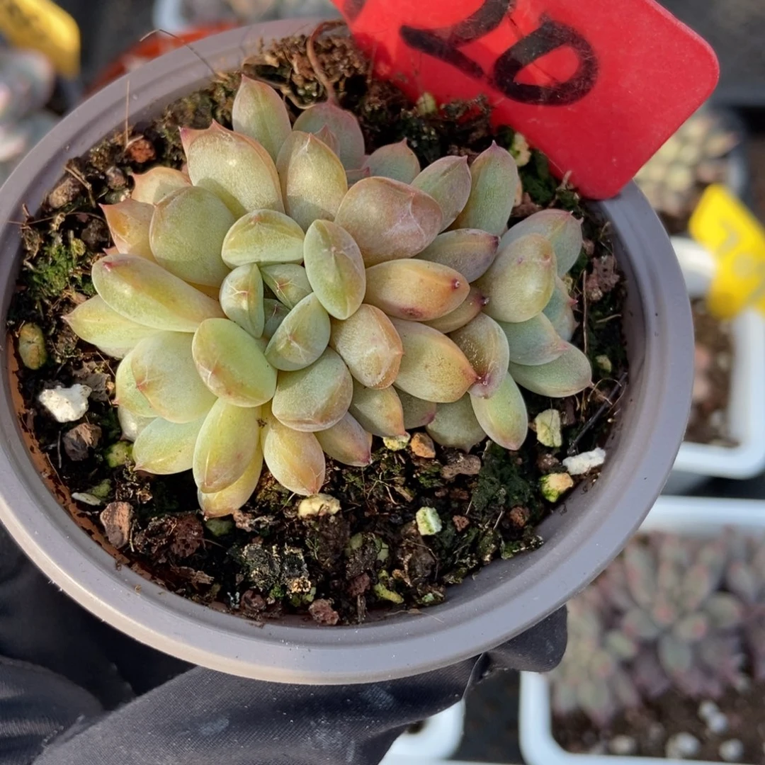 720红恋多肉植物多肉