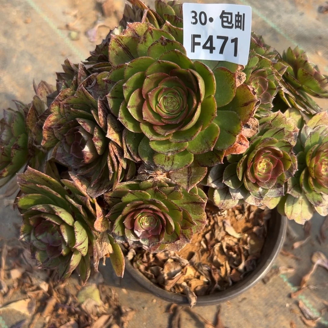 471万拉丝多肉法师处理