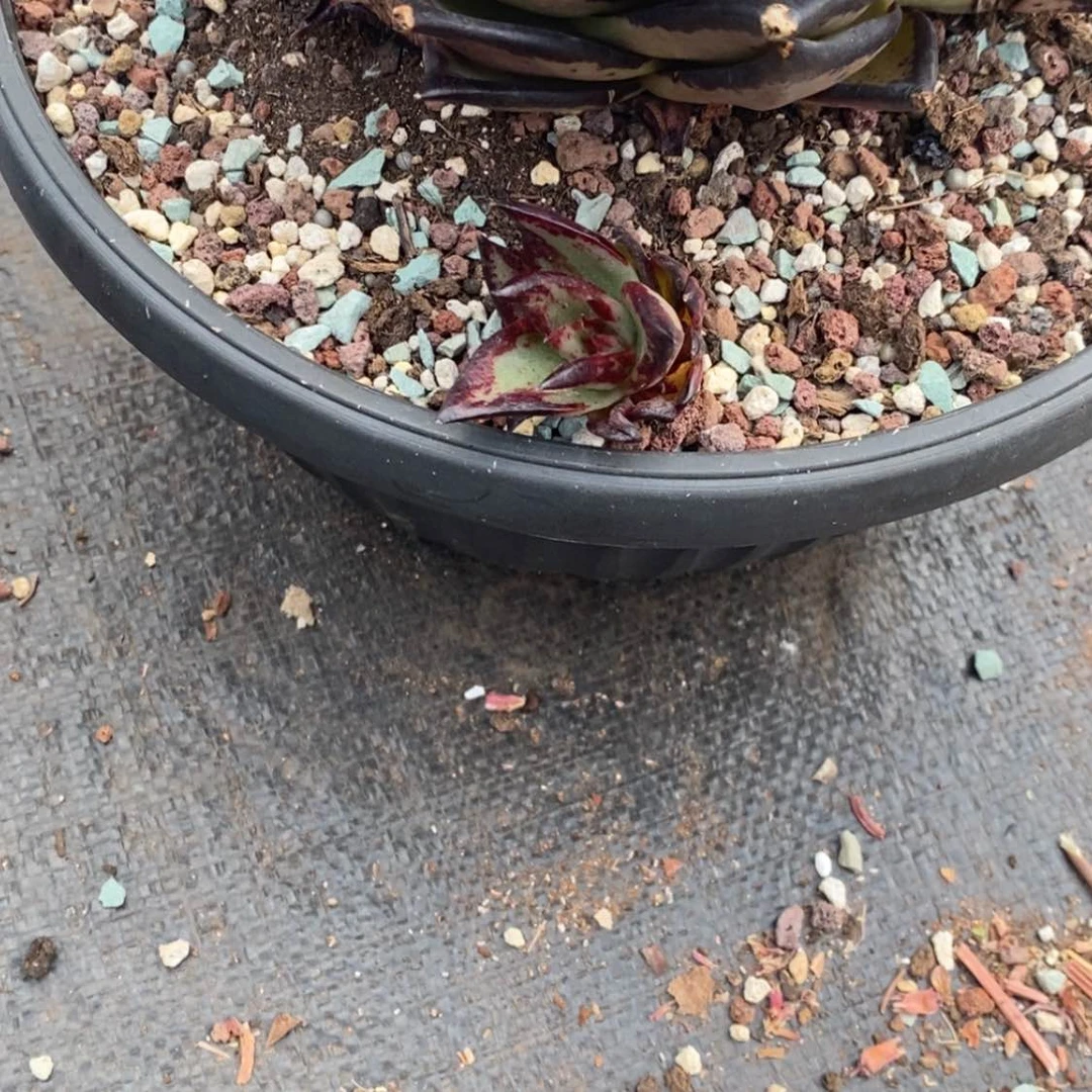 【闪购商品】球*425-02