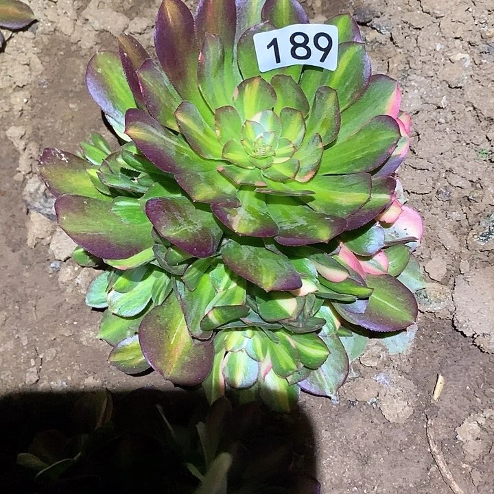 多肉植物法师189流星雨