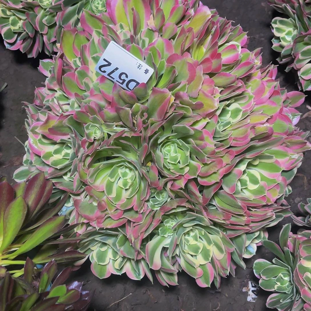 白凤法师13-10包邮法师