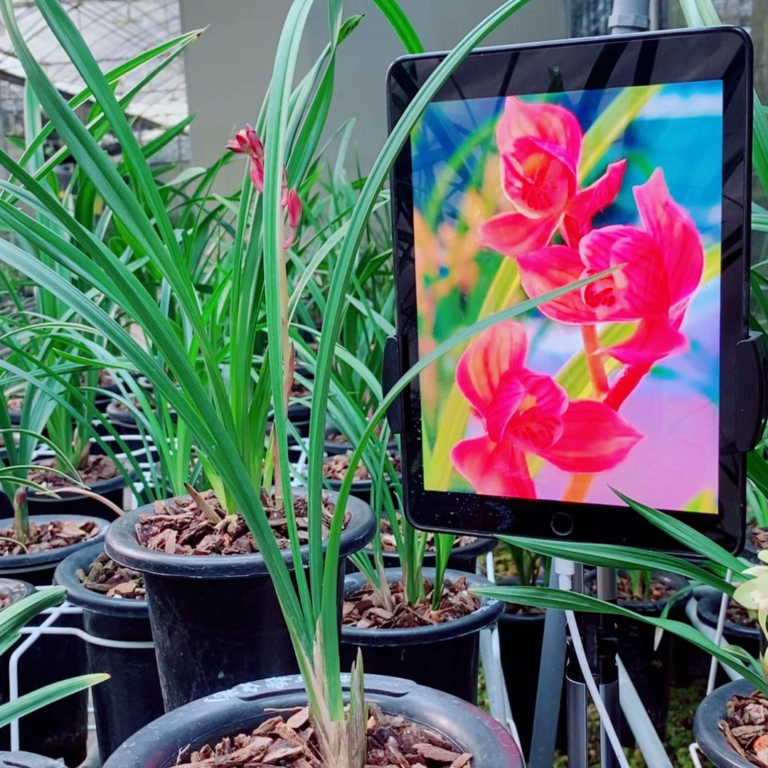 大部分花苞少量开放