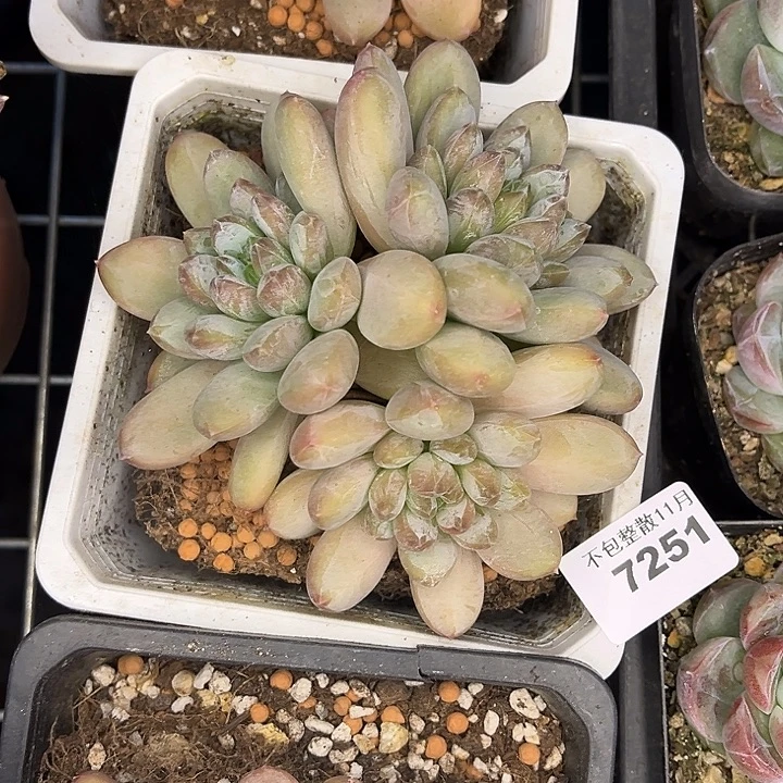 阿雅园艺。        7251咖啡豆