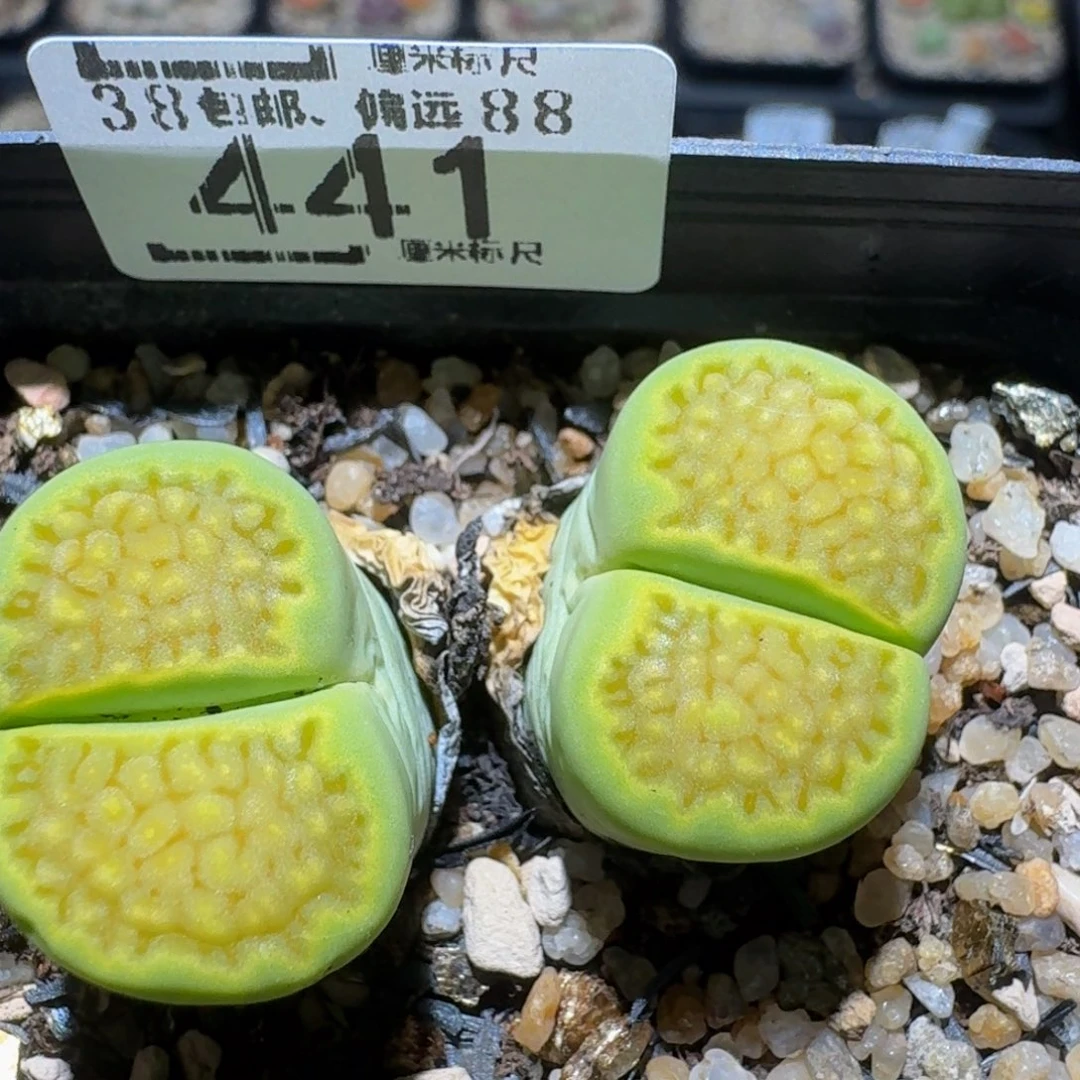 zzzz生石花肉锥441