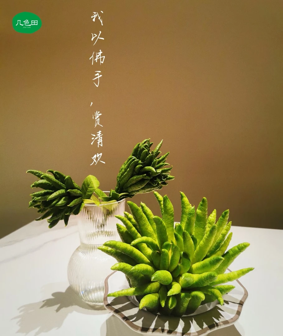 佛手柑天然香薰摆盘观赏闻香----云南直发鲜花云南花插花鲜花