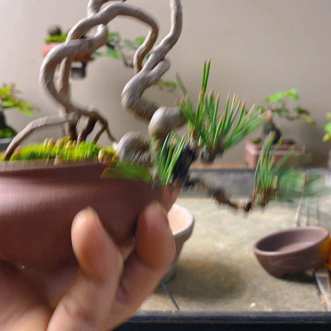 秋***蟀无花朵黄山松花开富贵吉祥