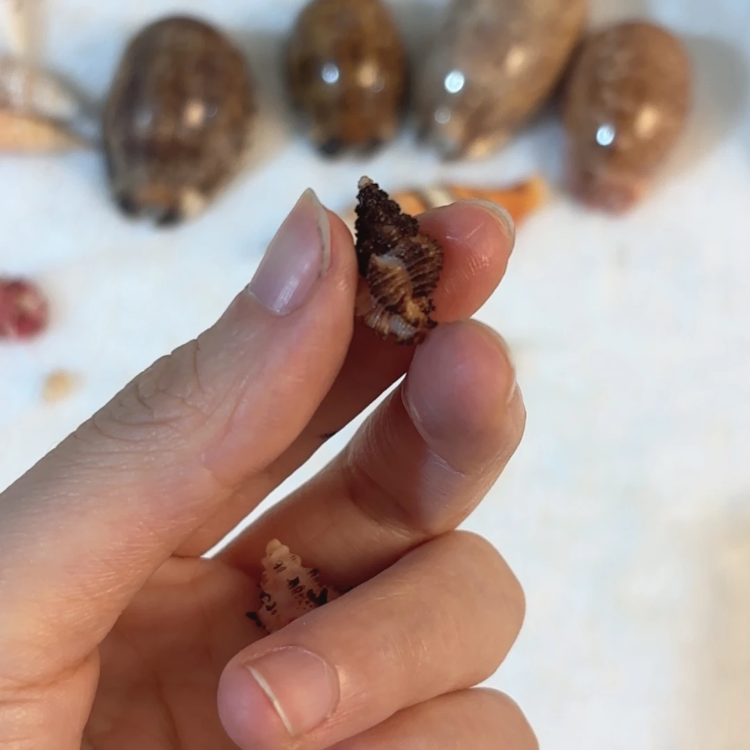 梅***子天然海螺贝壳标本福利
