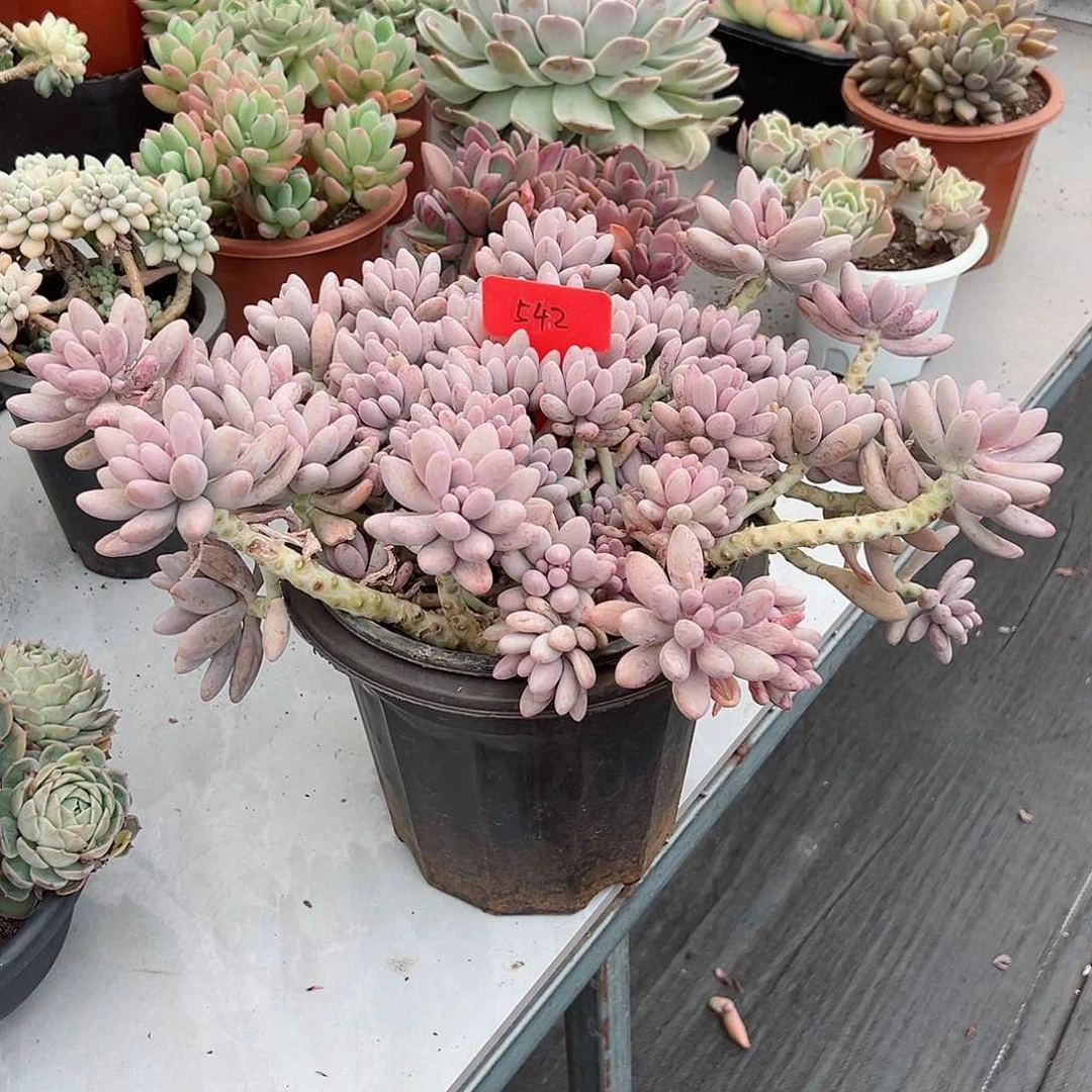 利**争542粉色恋人多肉植物