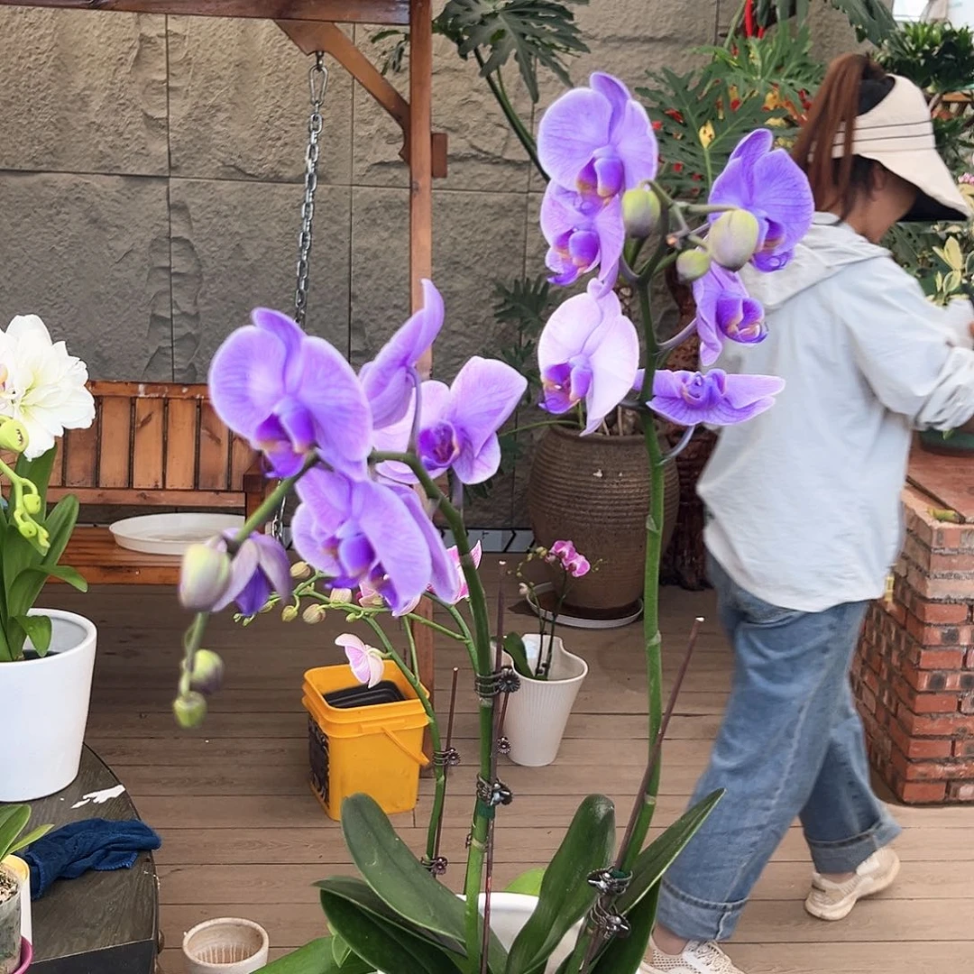 大部分花苞少量开放马卡龙10号