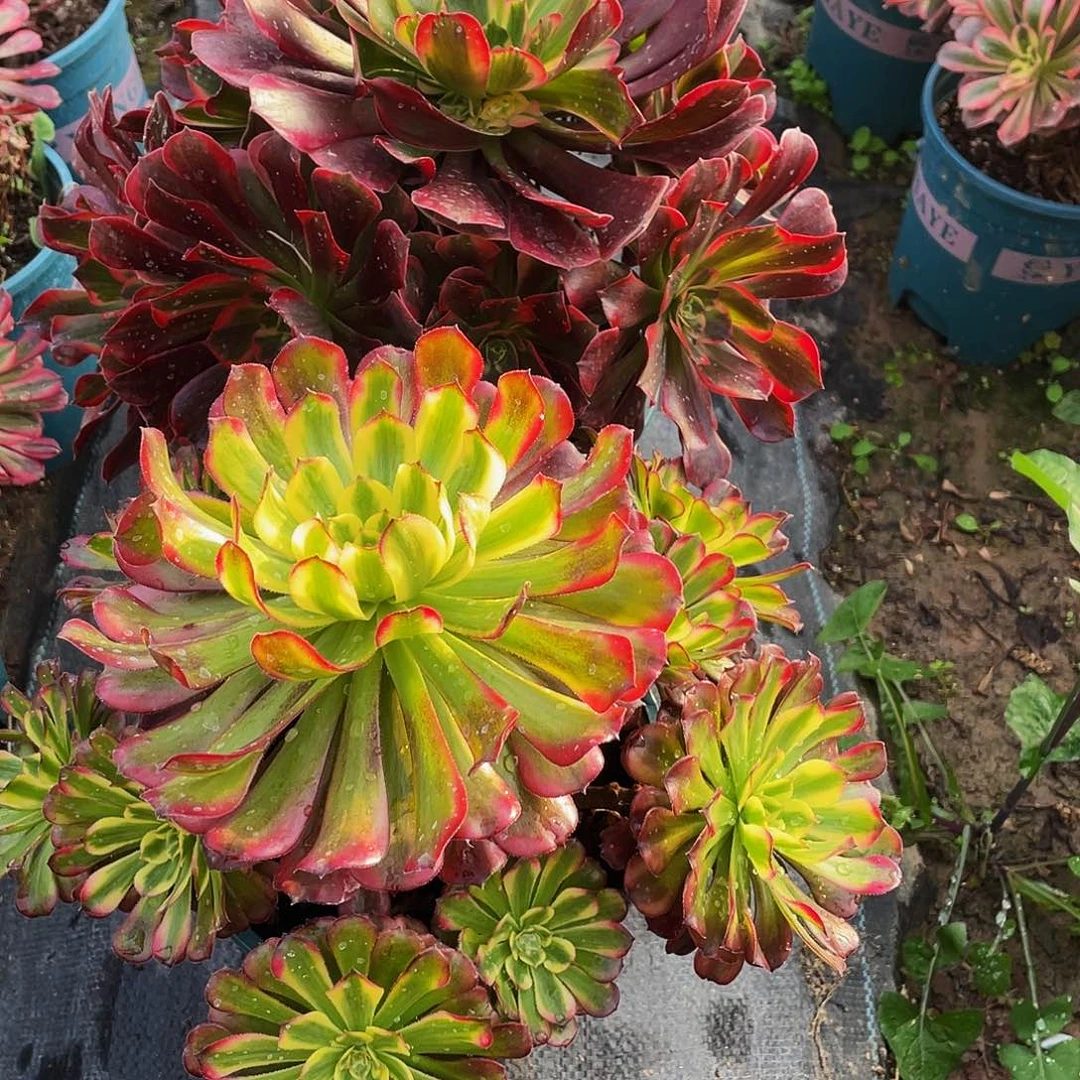 赛***产多肉法师74号舞天姬➕美杜莎发货不包损