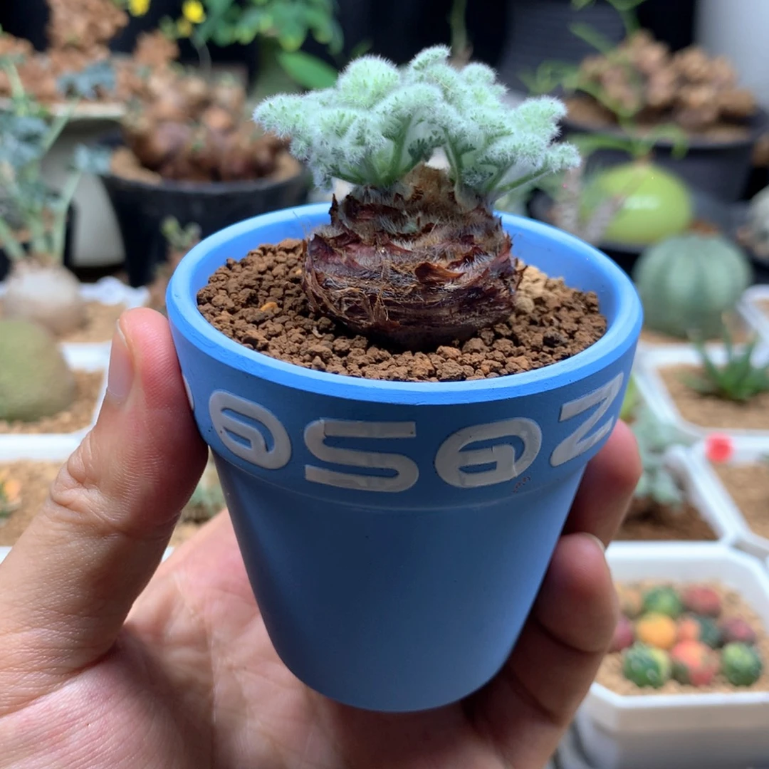 羽叶洋葵多肉打带盆