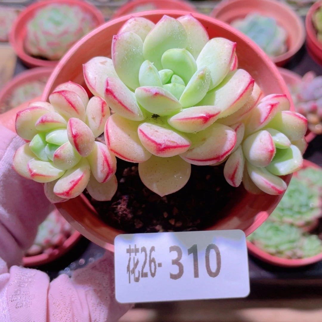 花利美26-310香草