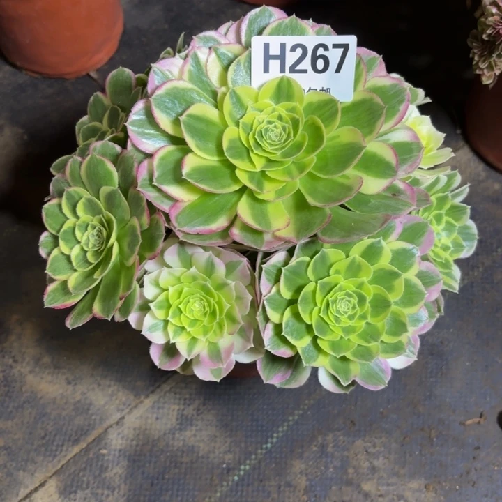 瑞妈，，。。。。267水中月，