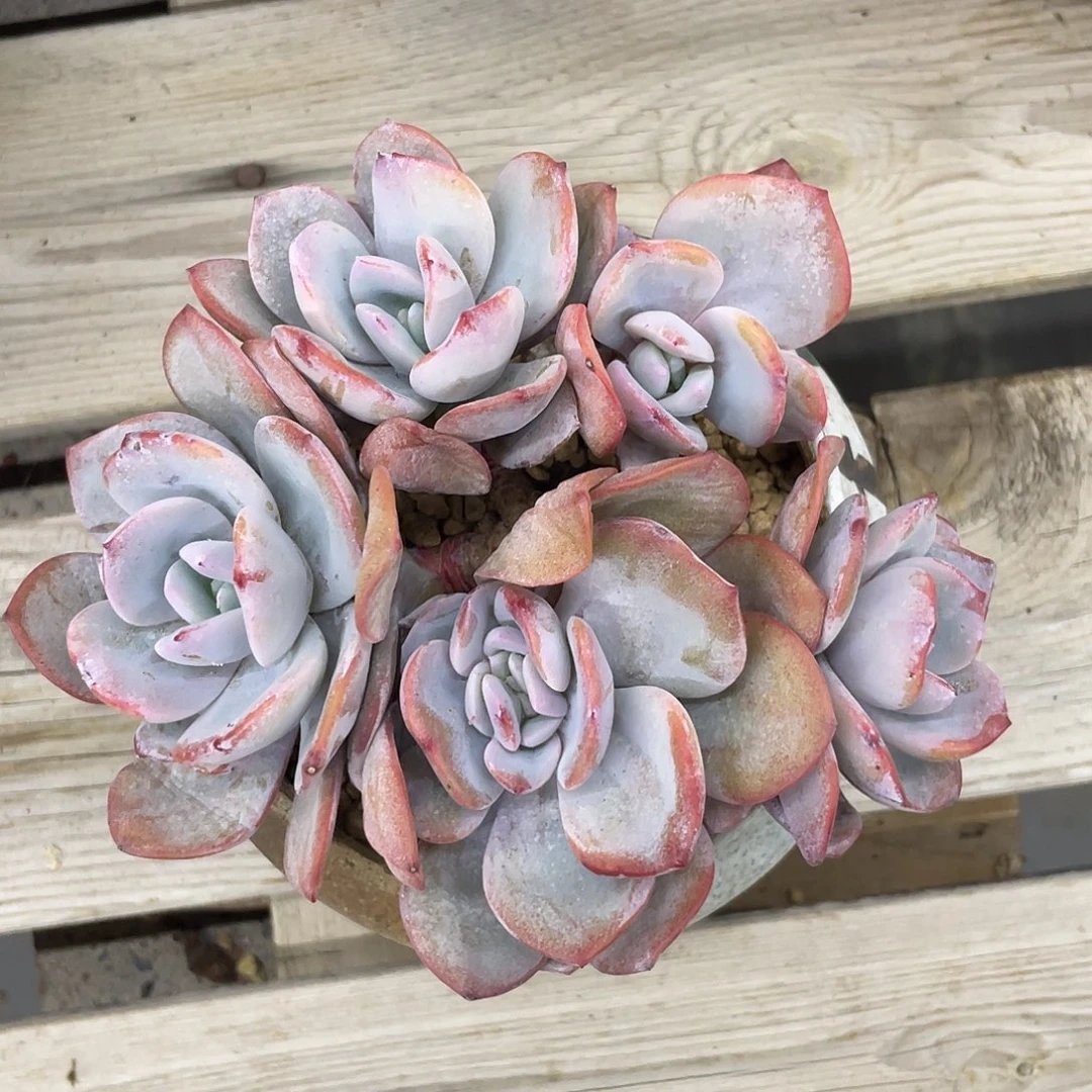 韩版奶茶5头，无砍无摘