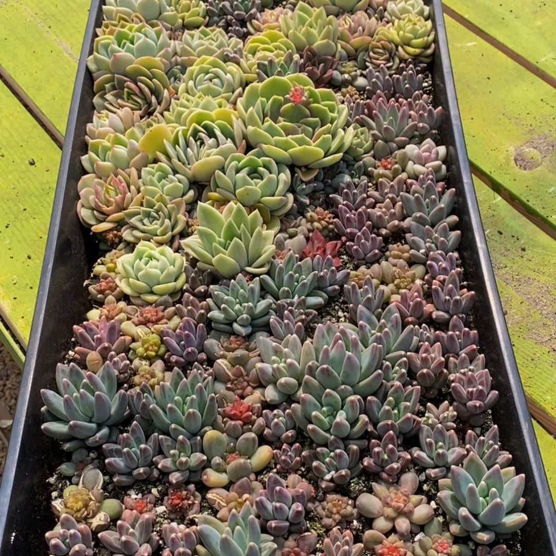 清****༇588的人和我一起看电影