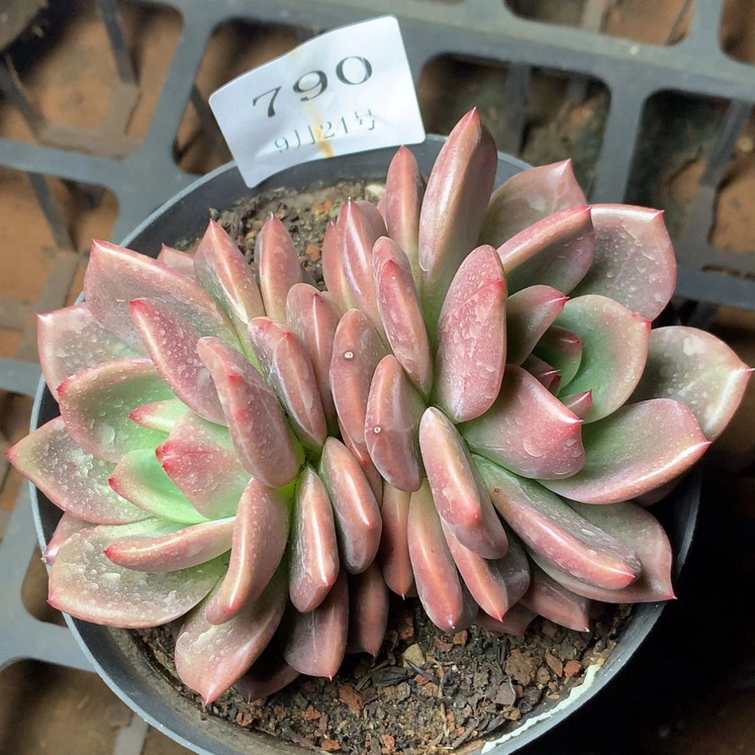 【闪购商品】云790号