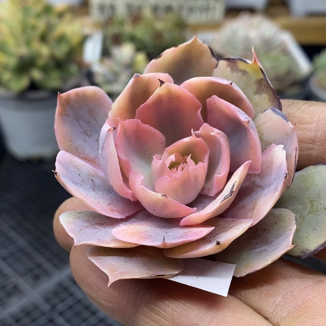 1421pinky 覆轮锦头盖