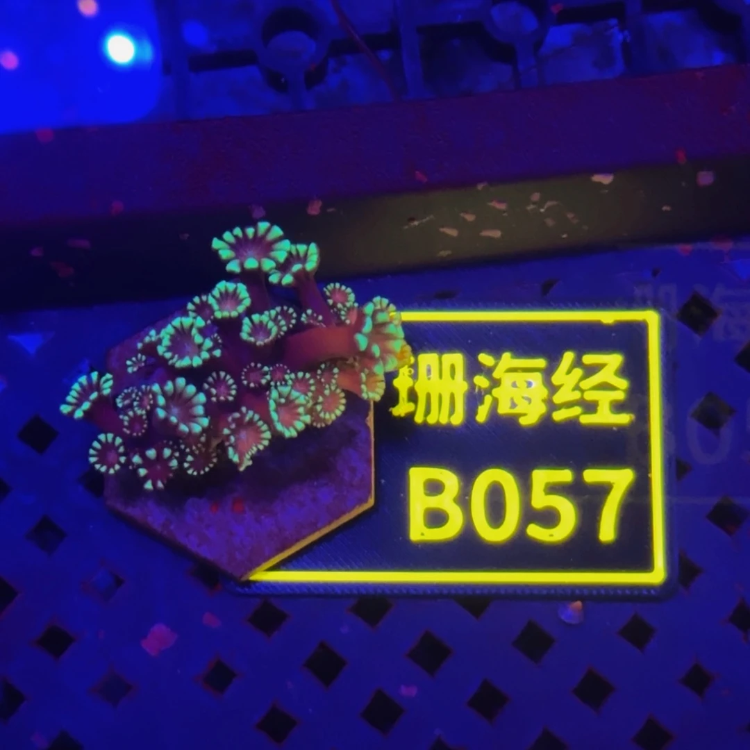 纽扣珊瑚年***年晓晓大花水仙茉莉B057
