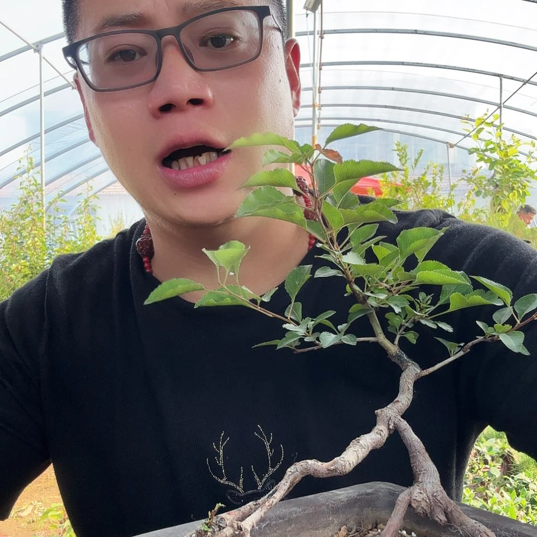 当前无花朵，栽培后可花朵神****8