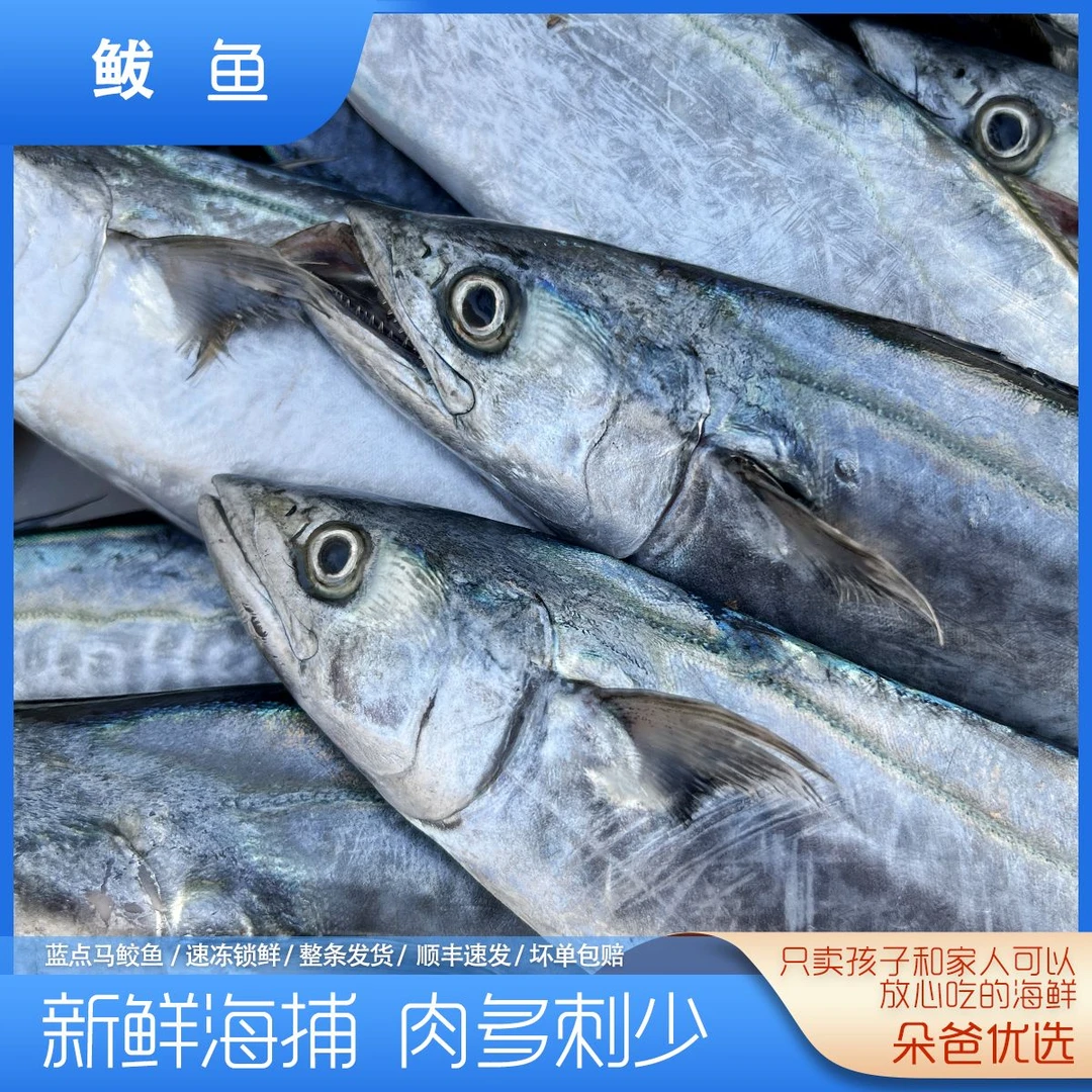 鲅鱼蓝点马鲛鱼 野生海捕 原产地顺丰直发 朵爸优选