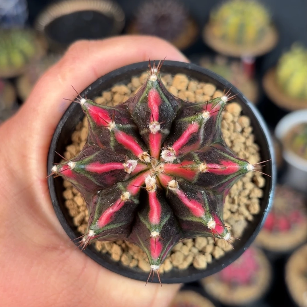 泰系米哈实生仙人球52