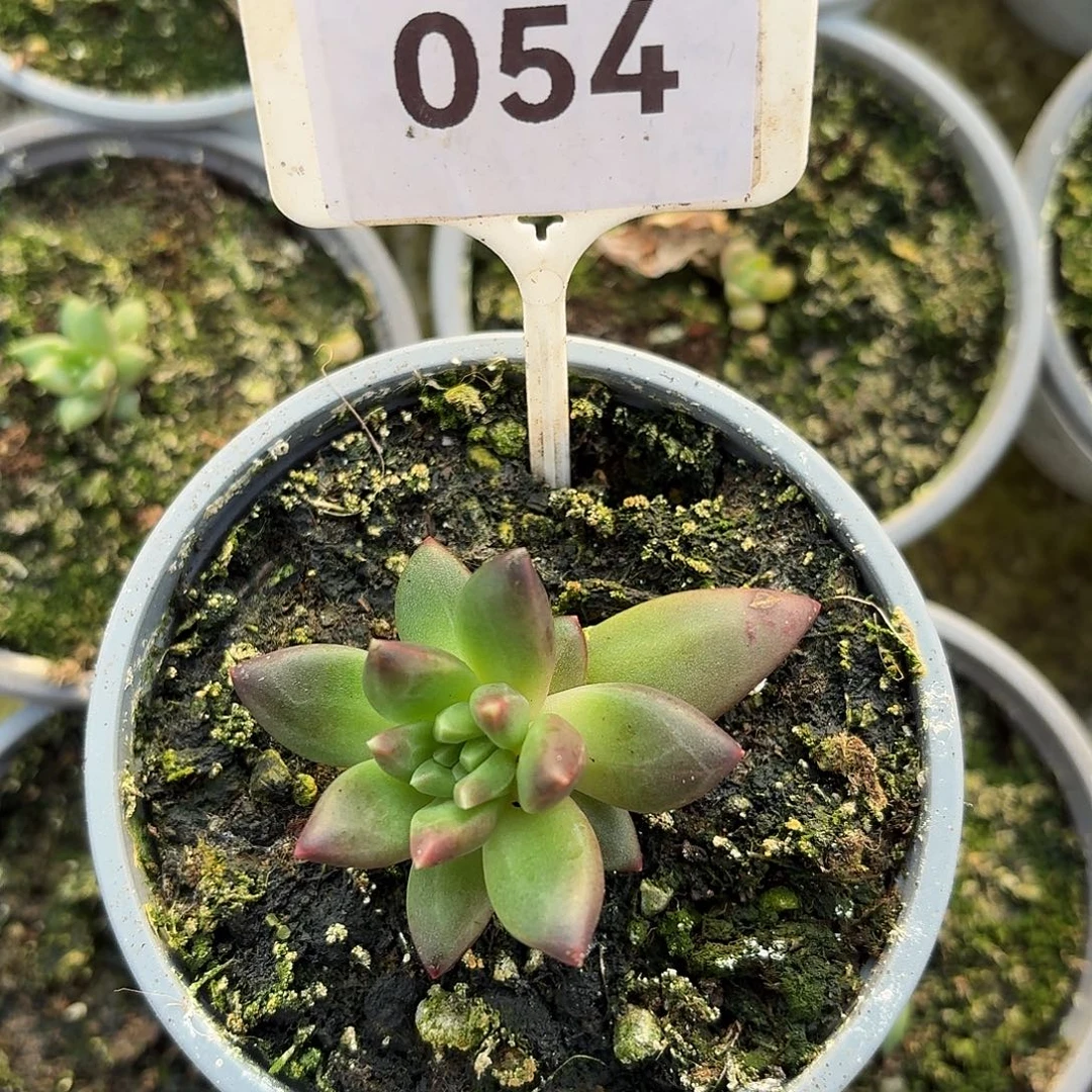 莉莉丝12345678910011111