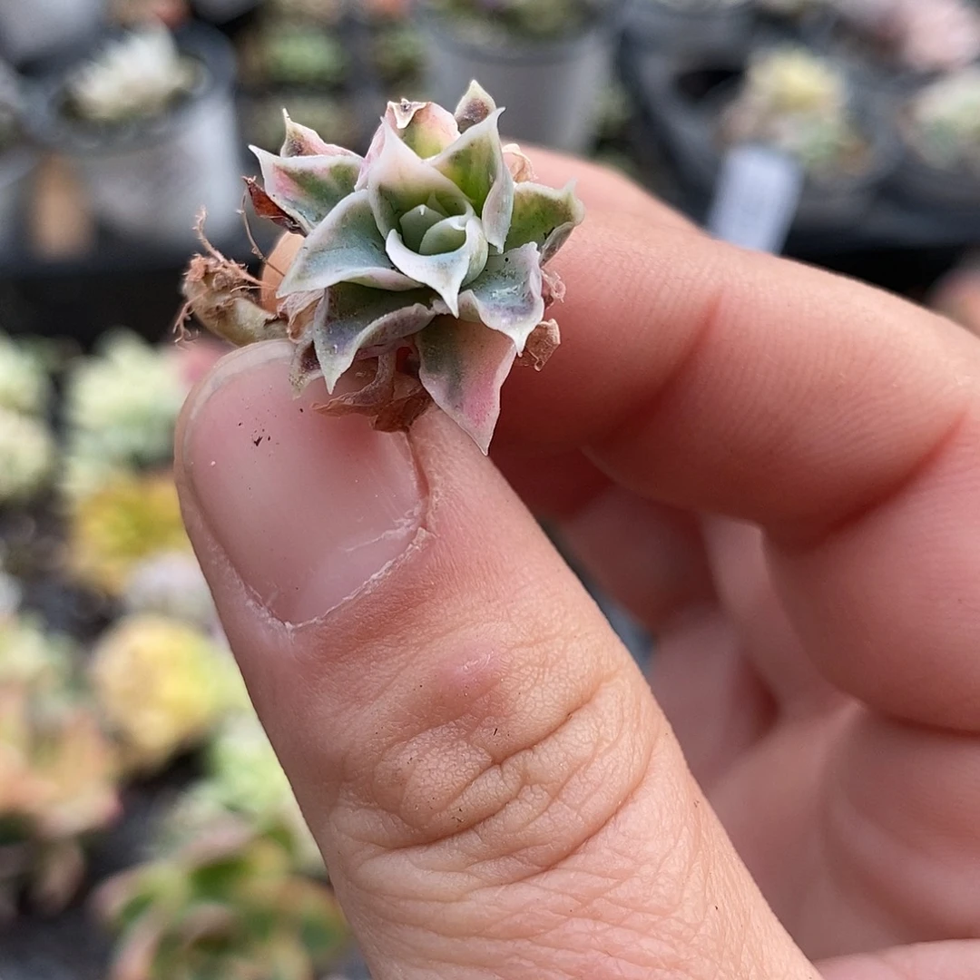 565蓝丝绒锦多肉植物哇啦塞