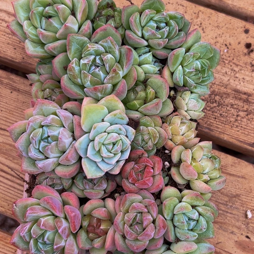 544的人都在用这个词了吗