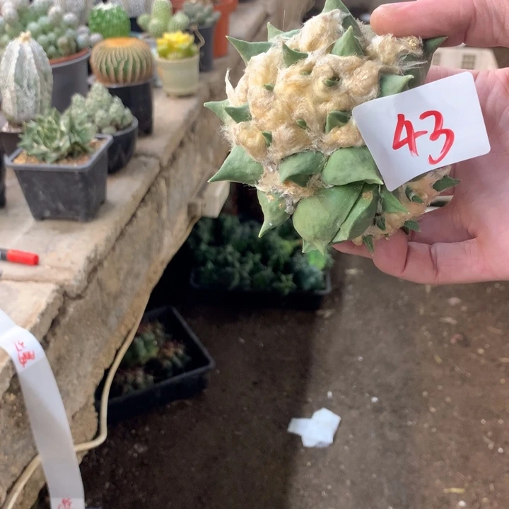 岩牡丹43号。。。。。。。