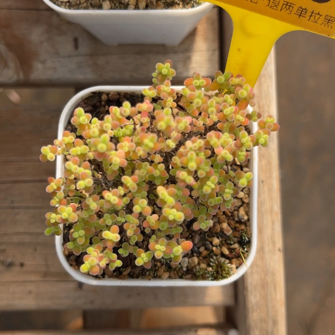 云尘多肉一物一拍543