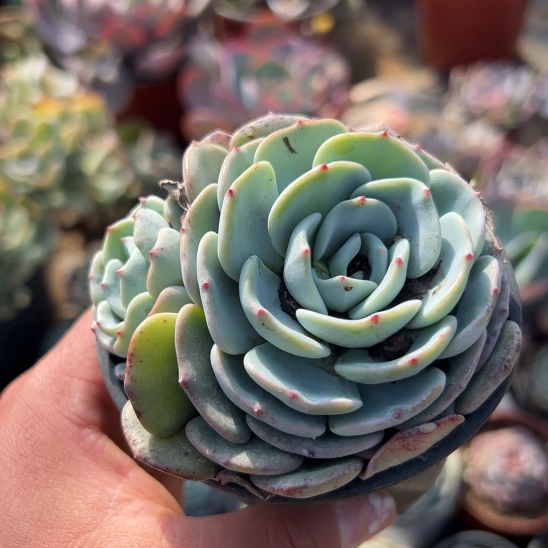 ?****多肉植物多肉植物