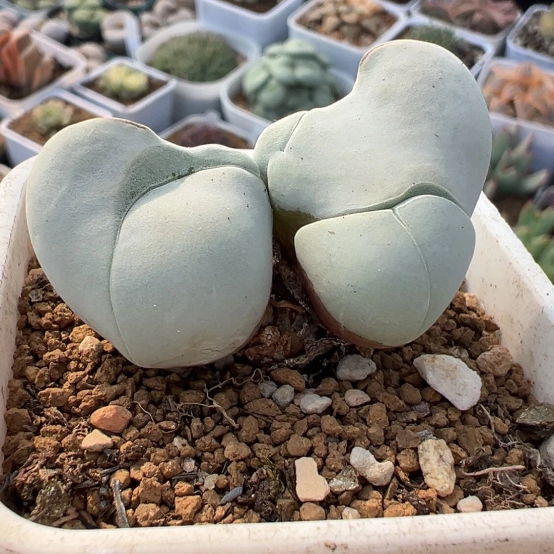 452多肉植物种类多样