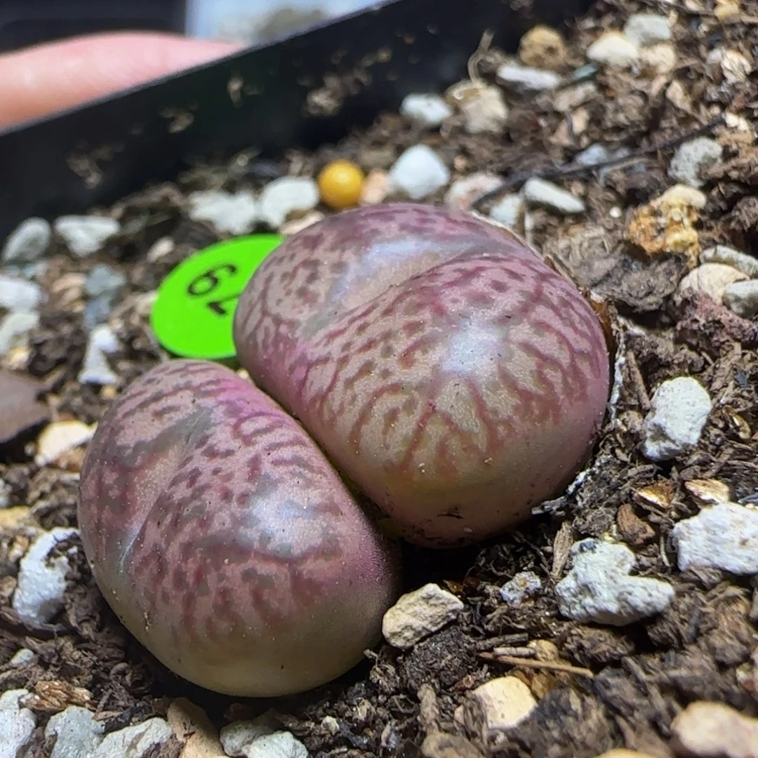 杂交漂亮多肉植物979