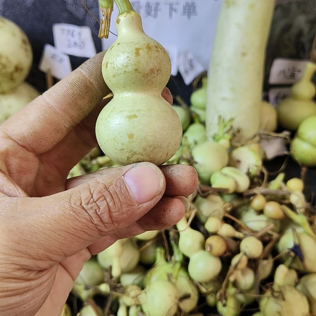 好葫芦兄弟姐妹们不退不换