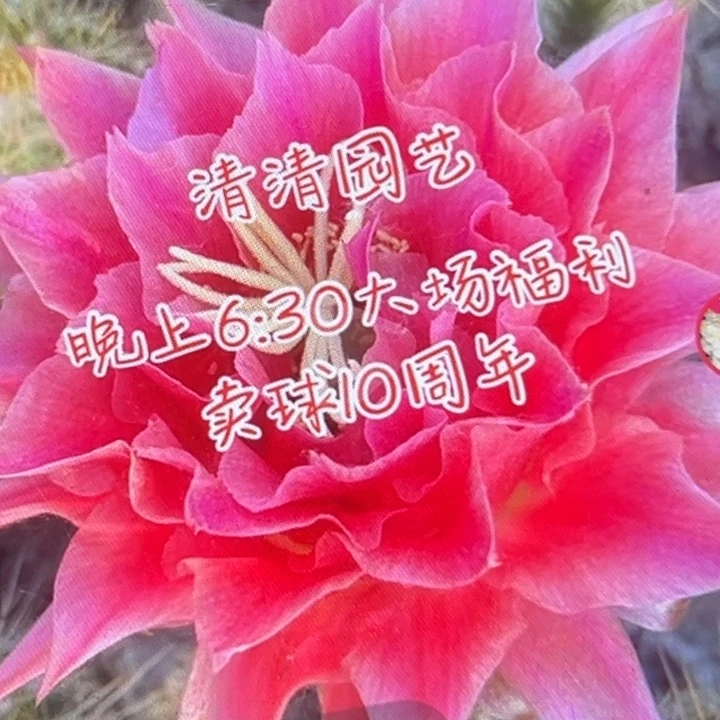 清清3-15侧牙瑕疵歪